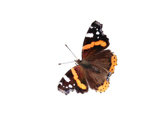 Admiral Schmetterling  Insekt PNG  (Red Admiral Butterfly)