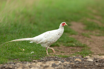 White or leucistic Pheasant.  Scientific name: Phasianus colchicus. Rare colour of a male common Ring-necked pheasant, facing right with clean green background. Horizontal. Copy space