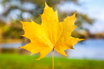 Fototapeta na wymiar Autumn maple leaf