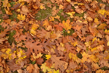 autumn leaves background