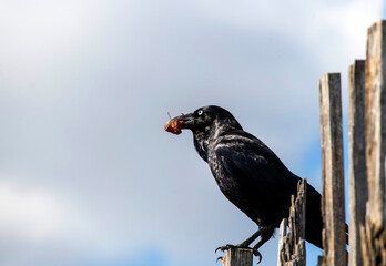 Australian Raven (Corvus coronoides)