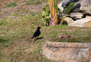Australian Raven (Corvus coronoides)