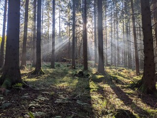 Photography of sunlit trees, sunrays in lush forest