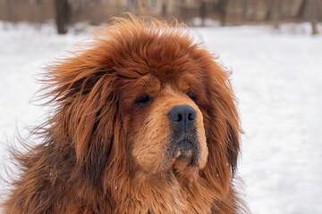 Fototapeta premium The head of a beautiful large dog of the Tibetan Mastiff breed