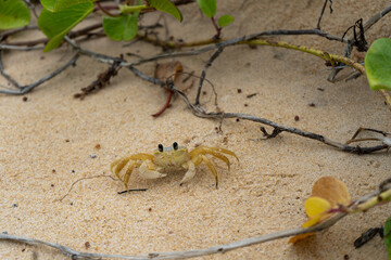 Small crab from the front, on the beach sand