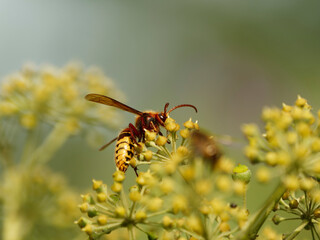 (Vespa crabro) Close-up of an European hornet foraging on creeping ivy fruits (Hedera helix)