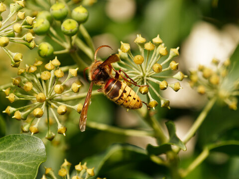 (Vespa crabro) Close-up of an European hornet foraging on creeping ivy fruits (Hedera helix)