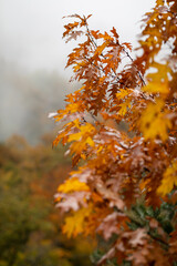 Tree branch with golden autumn leaves in rainy weather. Autumn landscape. Details of nature in autumn.