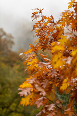 Tree branch with golden autumn leaves in rainy weather. Autumn landscape. Details of nature in autumn.