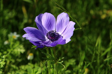 Bright anemone flowers bloomed in a forest clearing.