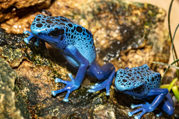 Blue tree climber. Dendrobates azureus. Close-up.