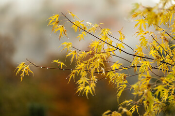 Naklejka na ściany i meble Tree branch with golden autumn leaves in rainy weather. Autumn landscape. Details of nature in autumn. Tree branch with raindrops.