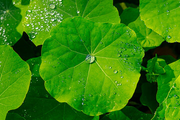 A recently watered cucumber leaf. The large leaf collected several droplets of water for the rest of the plant to enjoy.