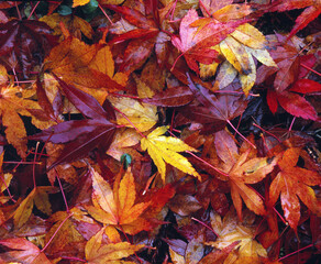 Ahornblaetter im Herbst