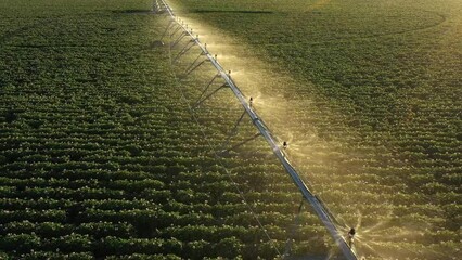 Irrigation system watering some crops during golden hour