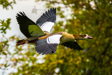 Two flying egyptian geese close up
