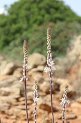 Wandern an der Algarve zwischen Praia da Luz und Burgau