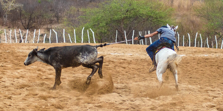 VAQUEJADA, VAQUEIRO DERRUBANDO BOI, VAQUEIRO NORDESTINO, VALEU BOI, PEGA DE BOI, FESTA DE VAQUEJADA, VAQUEIRO NORDESTINO, VAQUEIRO DO SERT&Atilde;O