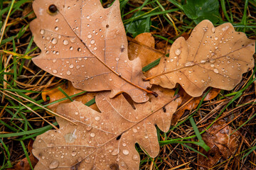 Texture of autumn colorful oak leaves against the background of the morning forest