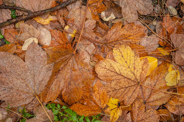 Texture of autumn colorful leaves against the background of the morning forest.