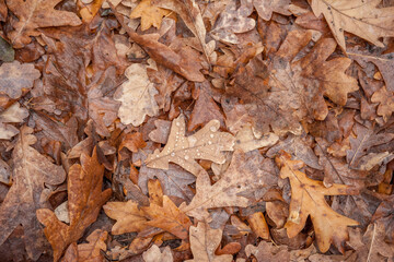 Texture of autumn colorful leaves against the background of the morning forest.