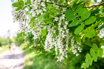 White acacia on a sunny day. Fragrant delicious flowers on the tree. Fresh petals of pseudoacacia flowers. Ornamental honey plant with pollen on a sunny day