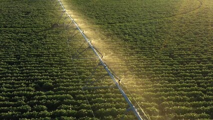 Irrigation system watering some crops during golden hour