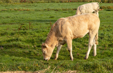 Fototapeta premium wo cows graze in the meadow in clear day