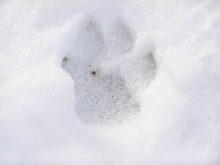 Dog footprint in the snow