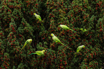 close up shot of a flock of green parrots sitting on a yew berry tree and eating berries