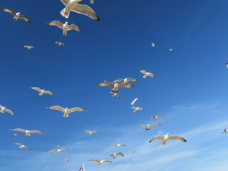 seagulls in the sky