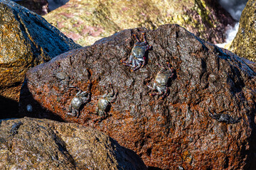 Moorish red legged crab, Grapsus adscensionis at Puerto de la Aldea in Gran Canaria in Spain