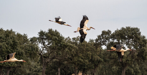 White storks, Ciconia ciconia flying on a plowed field at Villa del Rey, Extremadura, Spain