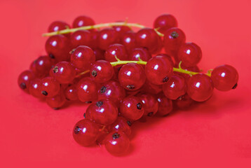 Red Currant Berries on Red background