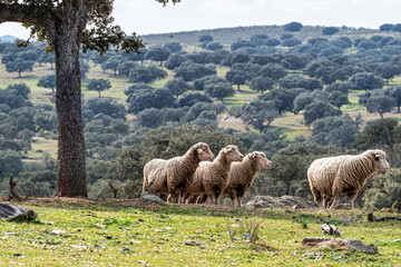Obraz premium Sheeps grazing on a green meadow at Membrio, Extremadura in Spain
