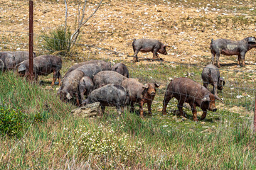 Iberian pigs grazing among the oaks on the fields at Membrio, Extremadura in Spain