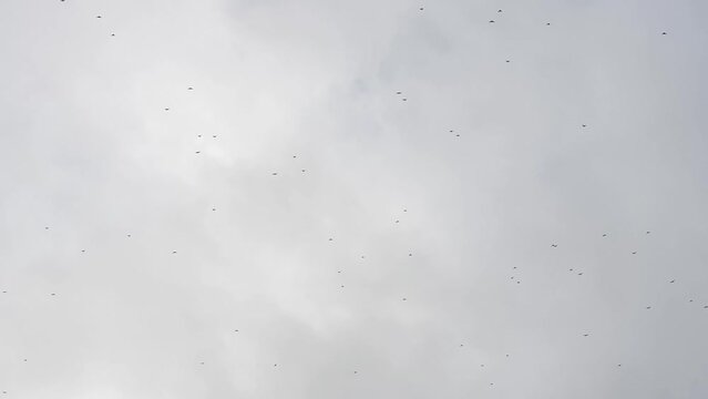 huge flock of migrating fieldfare (Turdus pilaris) arriving over Wiltshire UK, autumn cloudy sky 