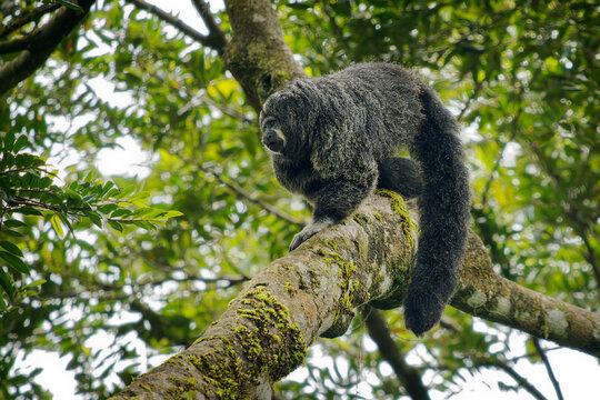 Monk Saki - Pithecia monachus, also Geoffroy's monk saki, type of New World monkey with big hairy tail from South America, found in forested areas of Ecuador, Brazil and Peru