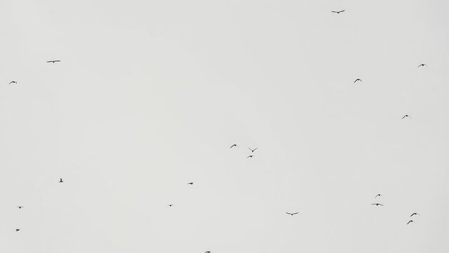 huge flock of migrating fieldfare (Turdus pilaris) arriving over Wiltshire UK, autumn cloudy sky 