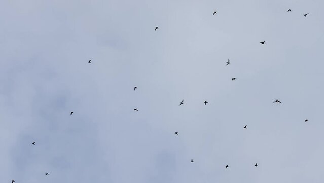 large flock of hundreds of migrating fieldfare (Turdus pilaris) arriving over Wiltshire UK, autumn cloudy sky 