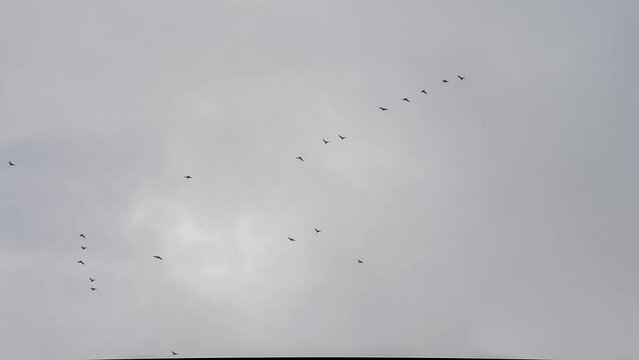 large flock of hundreds of migrating fieldfare (Turdus pilaris) arriving over Wiltshire UK, autumn cloudy sky 