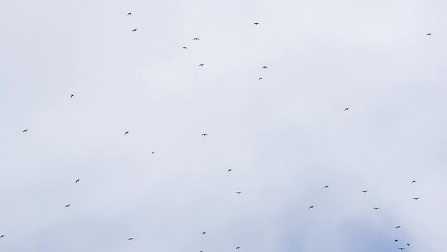 large flock of hundreds of migrating fieldfare (Turdus pilaris) arriving over Wiltshire UK, autumn cloudy sky 