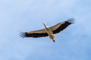 European white stork, Ciconia ciconia flying at Los Barruecos, Malpartida de Caceres, Extremadura, Spain.