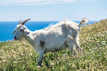 Wild goats on the cliffs of Estaca de Bares peninsula coast. Province of A Coruna, Galicia, Spain.