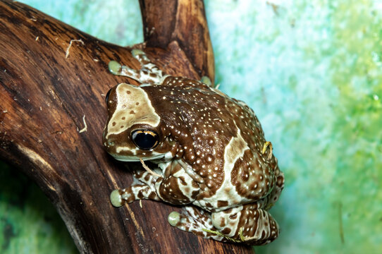 ジュウジメドクアマガエル」の画像 - 493 件の Stock 写真、ベクター ...