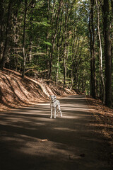 junger Dalmatiner auf Straße im Wald