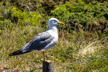 Obraz premium Yellow-legged Gull. Larus michahellis. Natural Park of the Cies Islands. Galicia, Spain