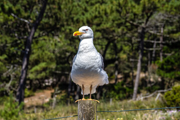 Yellow-legged Gull. Larus michahellis. Natural Park of the Cies Islands. Galicia, Spain