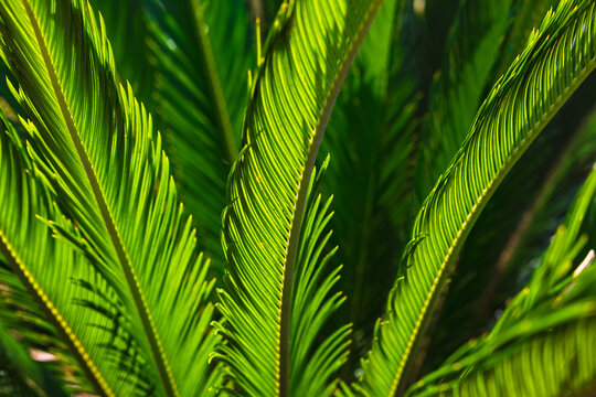 Sago palm leaves. Japenese cycad or cycas revoluta leaves in focus