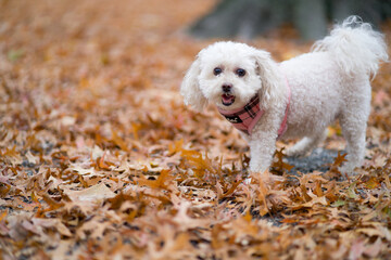 dog walking on leaves in autumn
